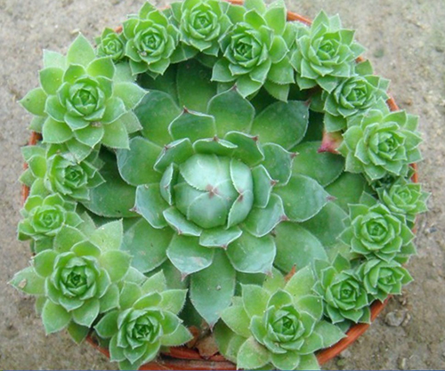 绿植租摆服务