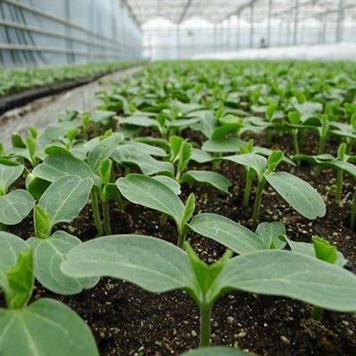 植物土壤肥效检测