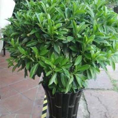 园林绿植租摆