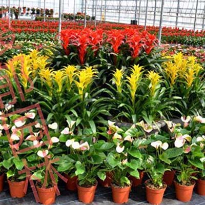 园林绿植租摆
