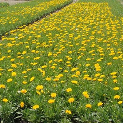 花草苗木销售