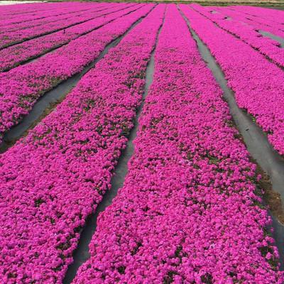 花草苗木销售